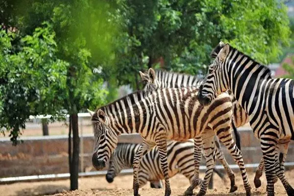 青島森林野生動物世界門票價格及游玩攻略