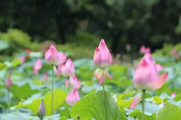 2022三水荷花世界游玩攻略 附門票價(jià)格及煙花秀時(shí)間