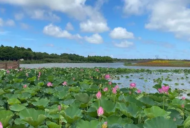 上海東灘濕地公園一日游攻略