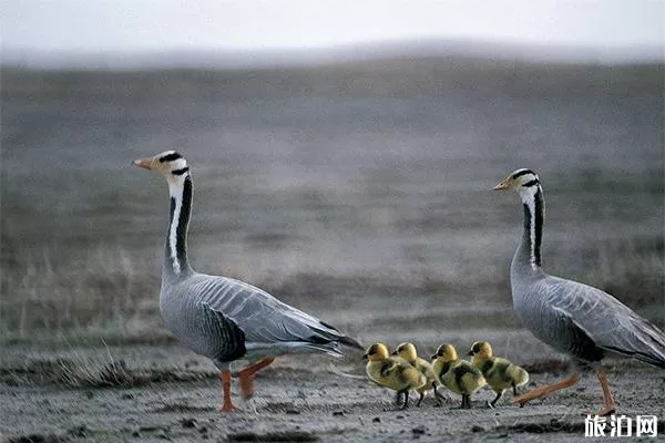 青海鳥(niǎo)島還能去嗎 什么時(shí)候開(kāi)放