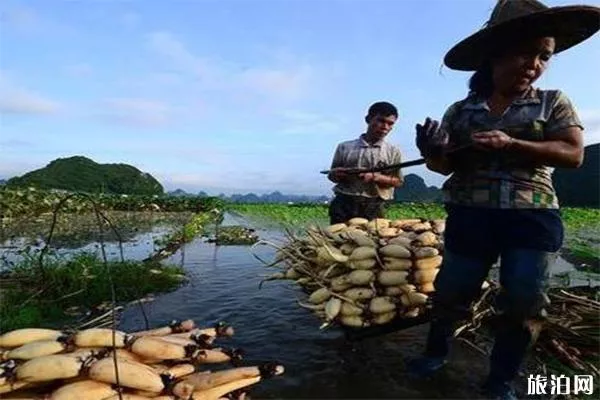 廣西百朋鎮(zhèn)荷花產(chǎn)業(yè) 荷花-蓮藕