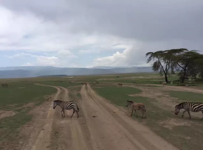 坦桑尼亞?wèn)|非大草原safari旅游攻略