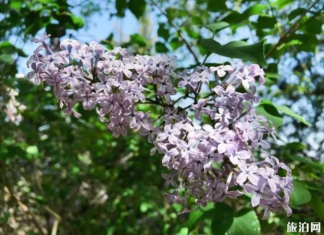 北京園博園賞花春游