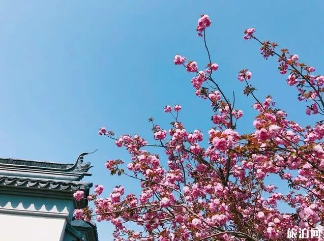 北京園博園賞花春游