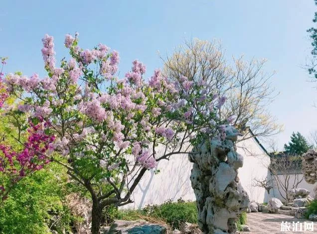 北京園博園賞花春游