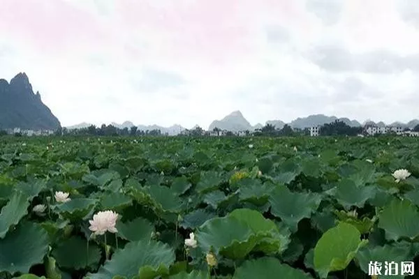 廣西百朋鎮(zhèn)荷花產(chǎn)業(yè) 荷花-蓮藕