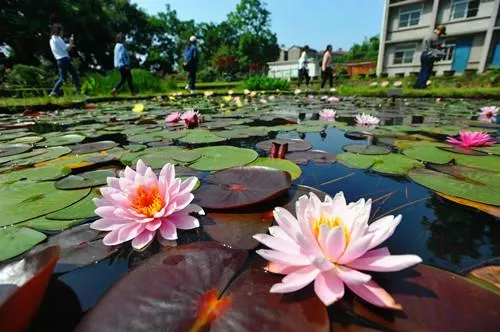 武漢植物園好玩嗎 武漢植物園有什么好玩的