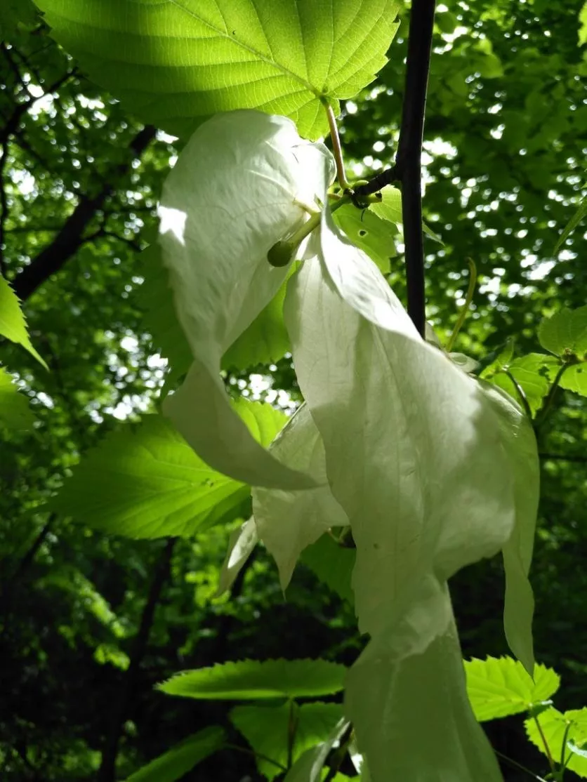 珙桐花什么時候開花 中國哪里可以看珙桐花