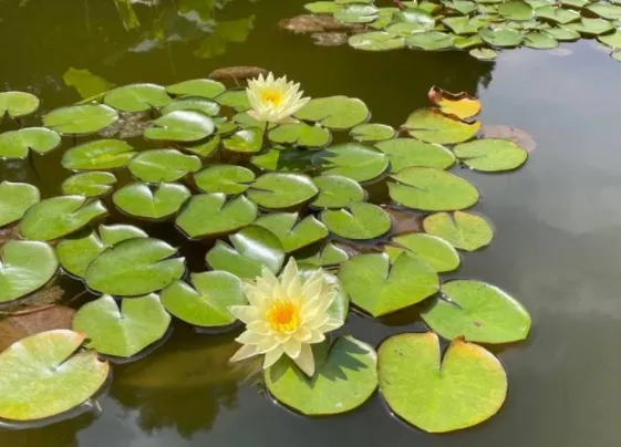 上海觀賞睡蓮的公園