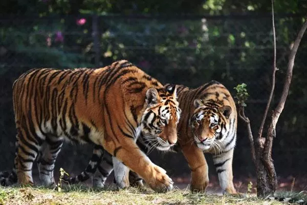 2022深圳野生動物園國慶最新優(yōu)惠門票價格