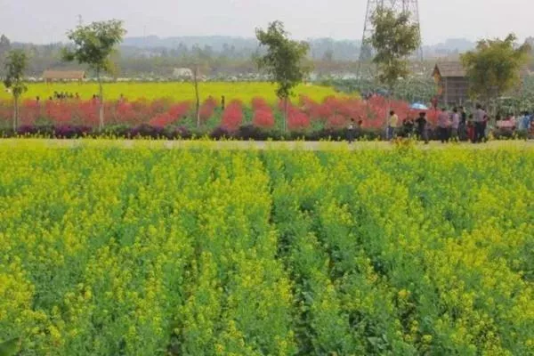 佛山高明盈香生態(tài)園油菜花什么時候開