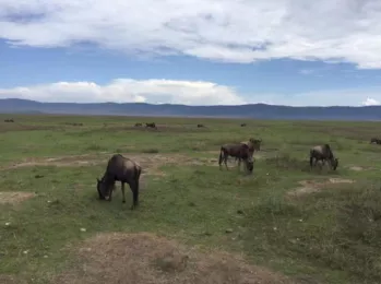 坦桑尼亞?wèn)|非大草原safari旅游攻略