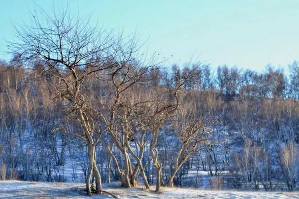 康樂縣白樺林冰雪世界免費(fèi)到什么時(shí)候?日常門票價(jià)格介紹