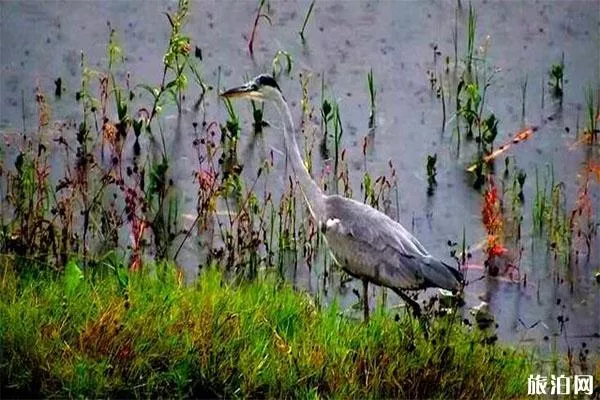 貴陽(yáng)百花湖有什么好玩的 觀鳥-燒烤-游船