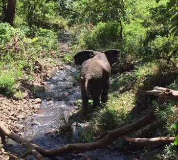 坦桑尼亞?wèn)|非大草原safari旅游攻略