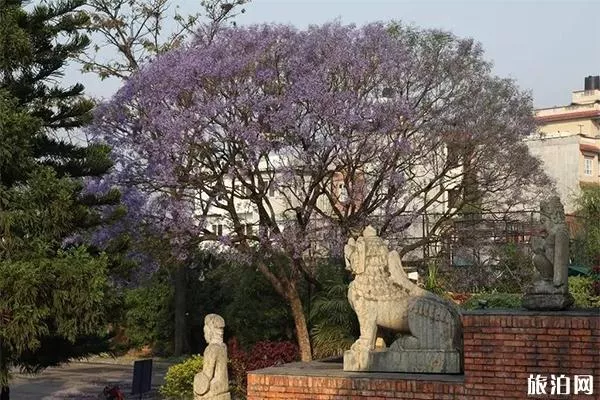 尼泊爾加德滿都街頭藍花楹好看嗎 尼泊爾賞藍櫻花的地方