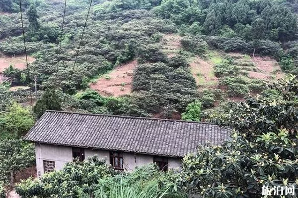 龍泉驛枇杷溝地點(diǎn) 枇杷溝采摘價(jià)格