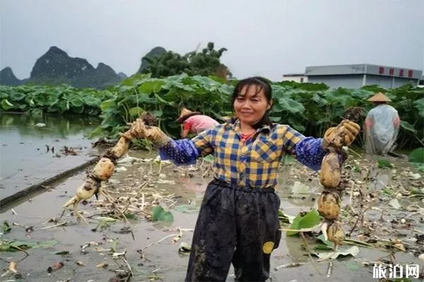 廣西百朋鎮(zhèn)荷花產(chǎn)業(yè) 荷花-蓮藕