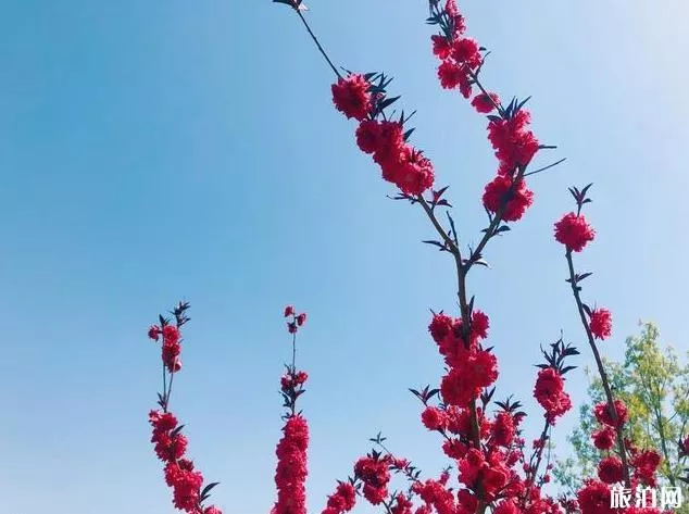 北京園博園賞花春游