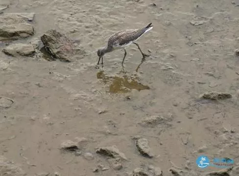 深圳灣一日游 深圳灣觀鳥游記