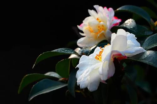 武漢植物園好玩嗎 武漢植物園有什么好玩的