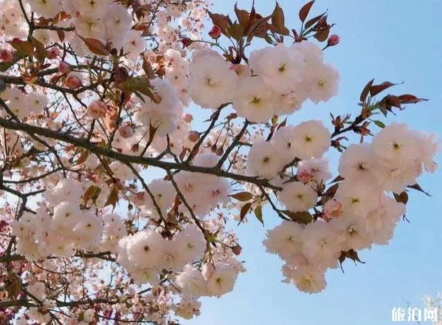 北京園博園賞花春游