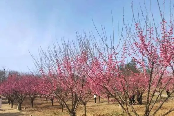 湖北隨州春季賞花景點(diǎn)有哪些