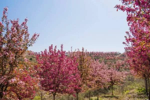 湖北隨州春季賞花景點(diǎn)有哪些