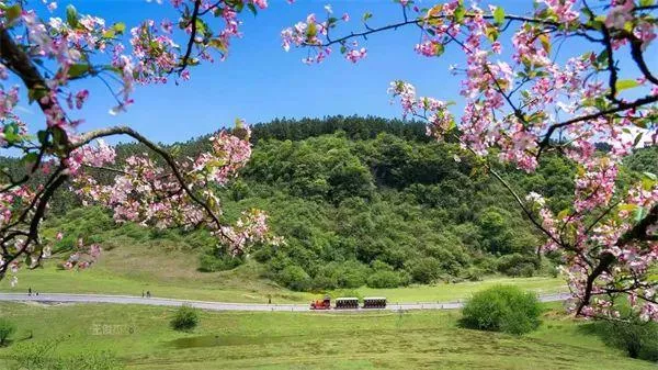 武隆區(qū)春游踏青好去處推薦 賞花、摘草莓等玩法都有哦