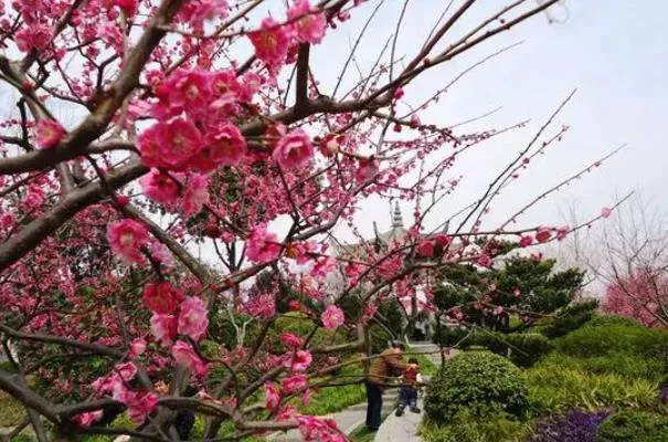 上海看梅花去哪個(gè)公園最好