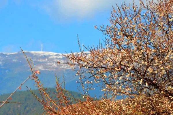 云南賞花地點和時間安排