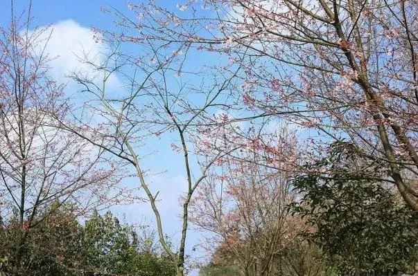 2023云龜山櫻花開花時(shí)間