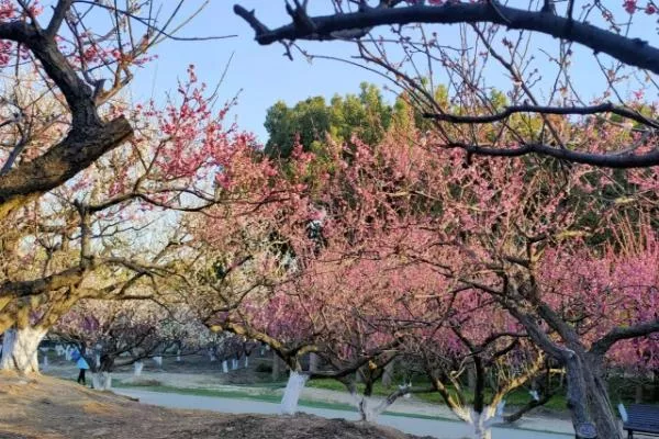 上?？疵坊ㄈツ膫€(gè)公園最好