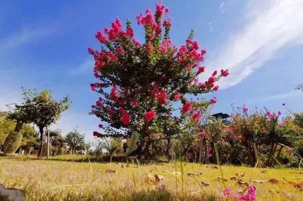 湖北隨州春季賞花景點(diǎn)有哪些