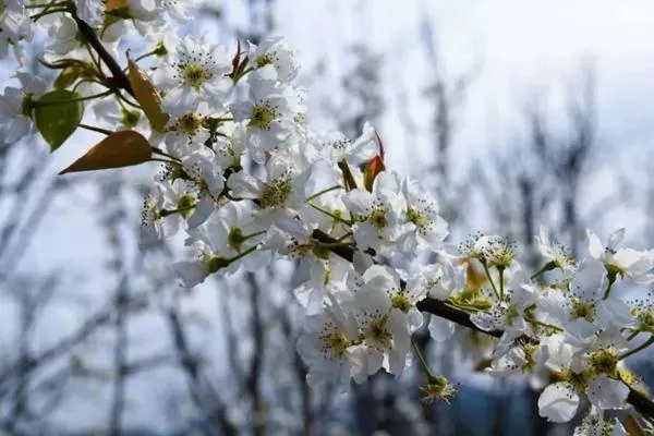 2023昆明什么地方的梨花開的最好