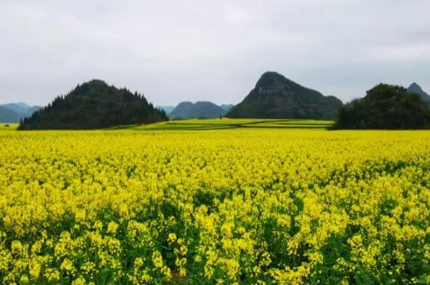 2023云南羅平油菜花最佳觀賞時(shí)間