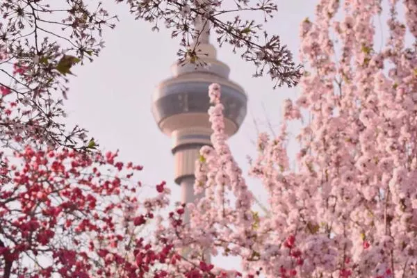 2023北京看櫻花的好地方 附最佳賞花時(shí)間