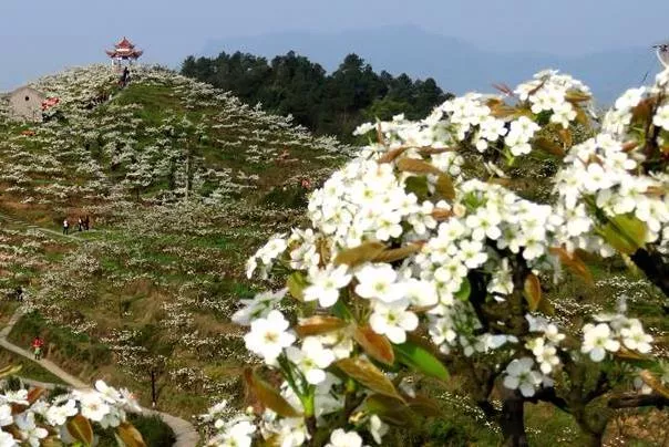 重慶看梨花景點推薦